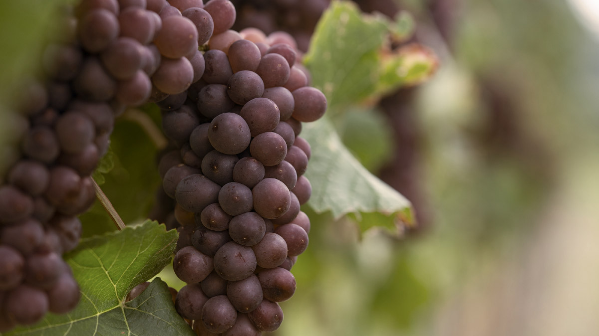 Weintraube